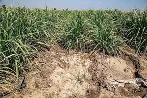 کاهش شدید سطح آب مزارع نیشکر هفت‌تپه/ بحران در تولید نیشکر جدی است